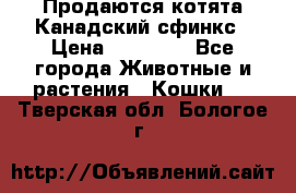 Продаются котята Канадский сфинкс › Цена ­ 15 000 - Все города Животные и растения » Кошки   . Тверская обл.,Бологое г.